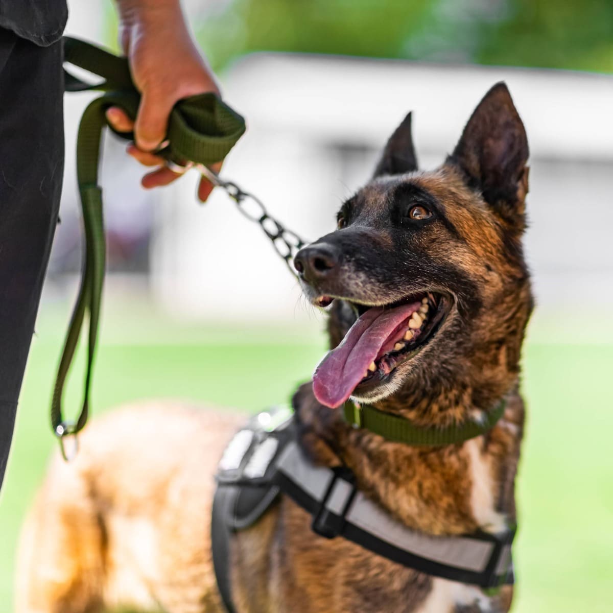A GardaWorld Federal canine handler and their Belgian Malinois, poised for duty.